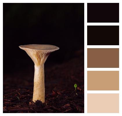 Monk Head Forest Floor Mushroom Image